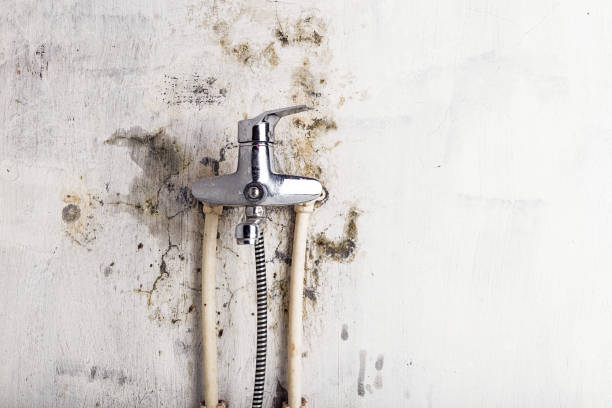 Best Office Mold Removal Services  in San Benito, TX