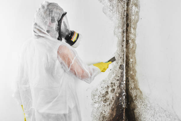 Best Affordable Mold Removal  in San Benito, TX