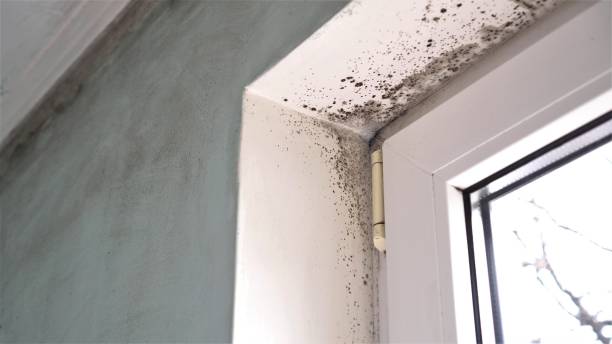 Best Mold Damage Repair  in San Benito, TX