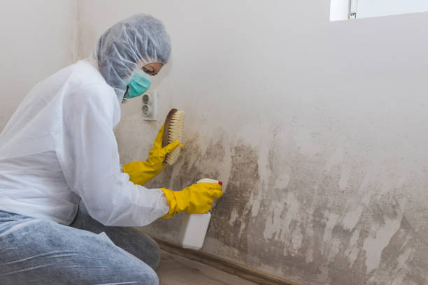 Best Residential Mold Removal  in San Benito, TX