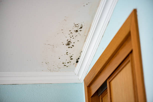 Best Mold Removal Company Near Me  in San Benito, TX