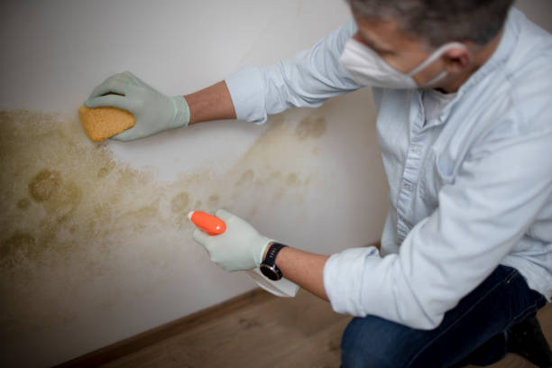 Reliable San Benito, TX Mold Removal Solutions