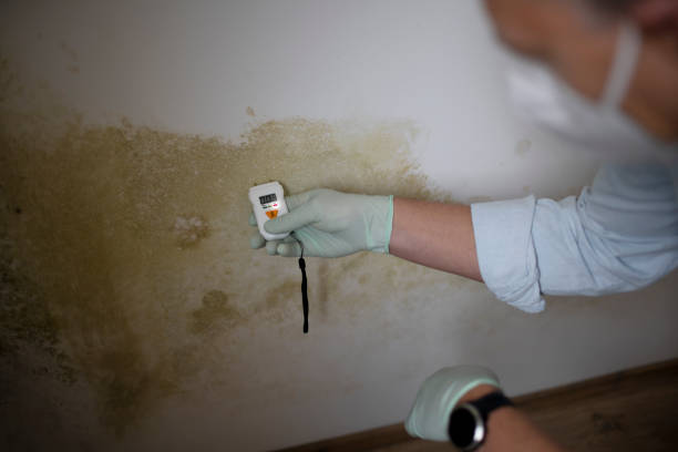 Best Professional Mold Removal  in San Benito, TX