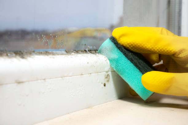 Mold Testing and Removal in San Benito, TX