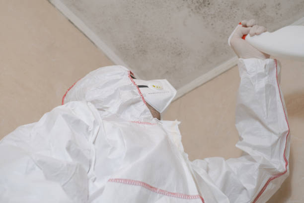 Best Attic Mold Removal  in San Benito, TX