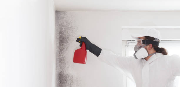 Best Mold Removal Company Near Me  in San Benito, TX