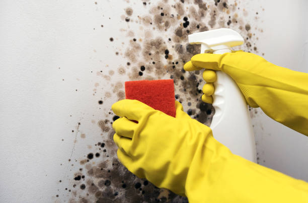 Best Black Mold Removal  in San Benito, TX