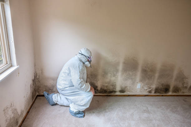 Certified Mold Removal in San Benito, TX